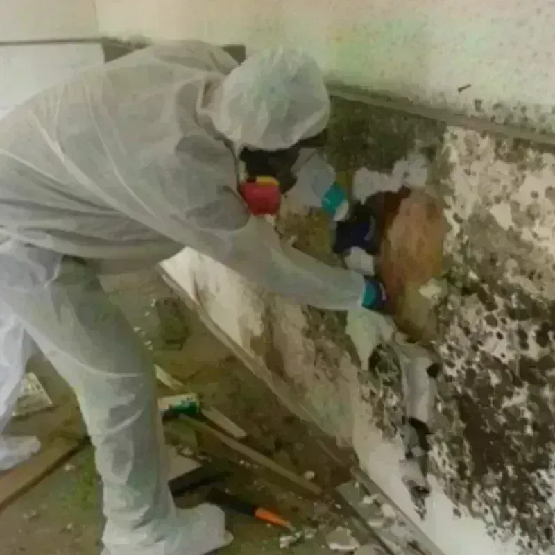 Mold Remediation and Removal in Dulac, LA